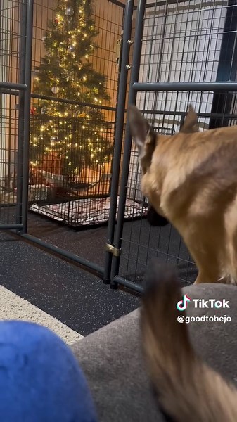 Dog Kennel Training Tips for a Happy and Healthy Pup