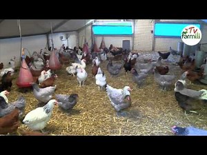 Les poules sont de retour !