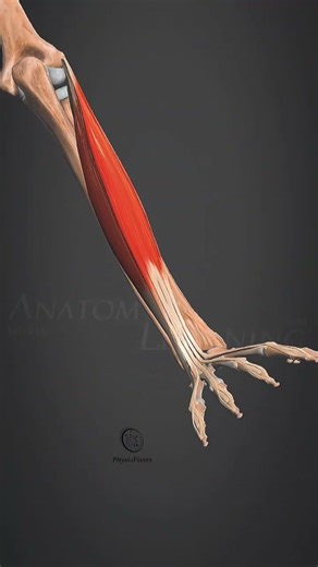 Extensor Digiti #anatomy #muscle