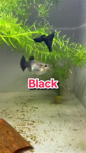 Full Black Guppy: A Guide for Guppy Lovers