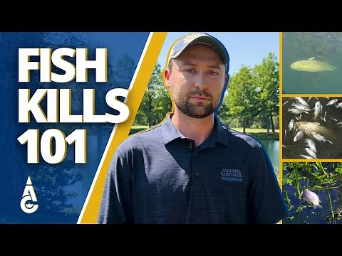 What Causes Fish Kills AND What You Can Do About It - Pond & Lake Management