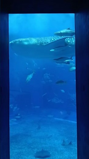 ジンベエザメが泳ぎ去る瞬間【沖縄美ら海水族館】【Whale shark】