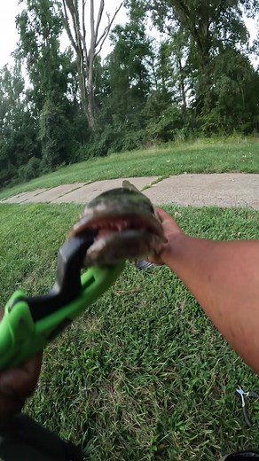 Catch a Snakehead: Tips & Tricks for This Aggressive Fish