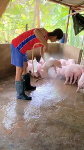 231K views · 2.2K reactions | Bath time piglets  | Kapiggy Vlog | Facebook