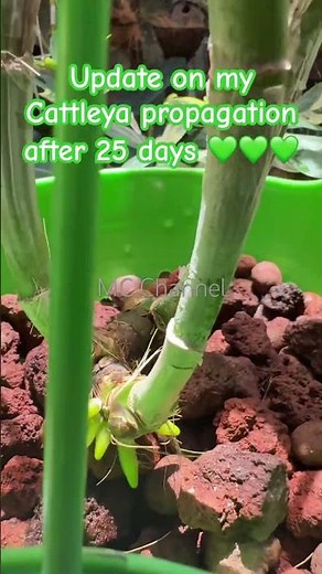 Update on my cattleya propagation after 25 days 💚💚💚