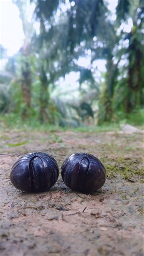 Nature’s tiny gem: the adorable pill millipede #millipedeworld #pillmillipede #shorts