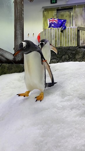 How to Say Penguin Correctly! Funny Compilation