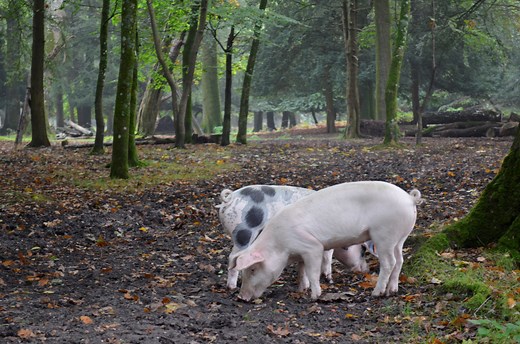 Pannage, pigs and acorns