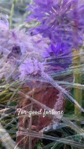 Cornflower blue #nature #youtubeshorts #flowers #magicallife #cottagecore #fairycore #fantasy