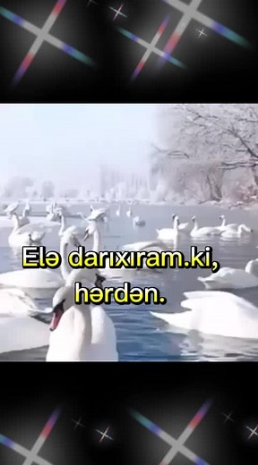 Graceful Swans Swimming in Winter Serenity