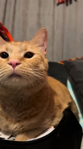 This one has been a terror tonight! I think his lonely brain cell no longer resides in his head 😆