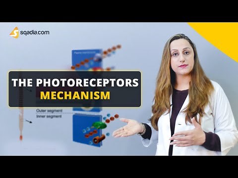 The Photoreceptors Mechanism | Physiology Video | Medical Education | V-Learning™
