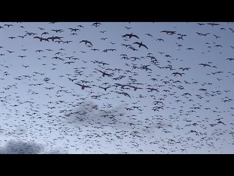 UNREAL Snow Goose Hunting in North Dakota (CRAZY FOOTAGE)