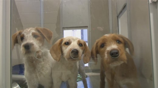 Seattle Humane working to find new homes for rescued pets from wildfire-hit LA shelters