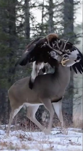 🦅 Golden Eagle vs. Deer: Epic Wildlife Battle 🦌