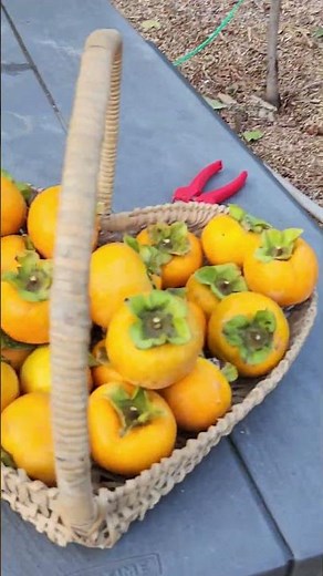 First harvest of our Fuyu persimmon tree #gardeningwithcoffee #gardening #ediblegarden #persimmon