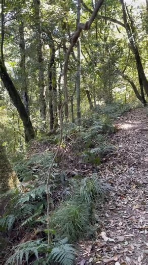 Sound on👂. A pair of Albert’s Lyrebirds making the most beautiful sounds. We regularly hear and see them on day four of the hike. #albertslyrebird #scenicrimtrail #joy #rainforest | Spicers Scenic Rim Trail