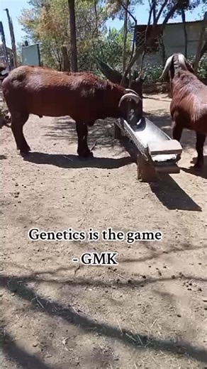 Goat genetics is the game - Goat Master #goat🐐 #farmanimals #farmgoats