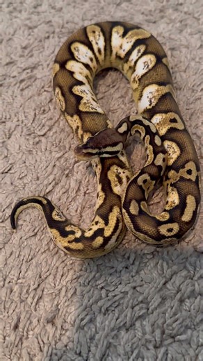 High white side on this ball python🤍🔥 #reptiles #animals #cutepets #nature #africa #snakes #animal