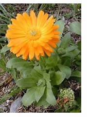 Calendula - Proprietà e Indicazioni Terapeutiche
