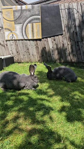 Exploring the Continental Giant Rabbit