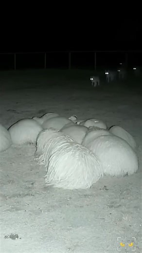 108K views · 262 reactions | Why Dogs Guard Sheep in the Mountains  | Crazy videos | Facebook
