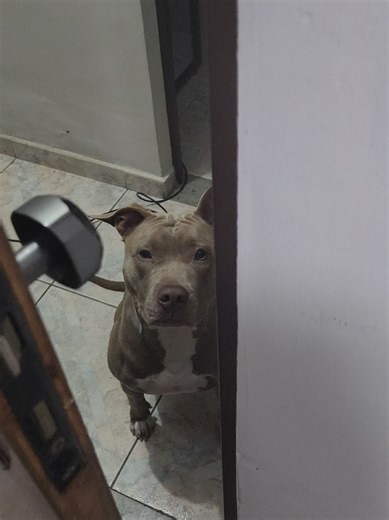 Pit Bulls e a Privacidade: Amor sem Fim