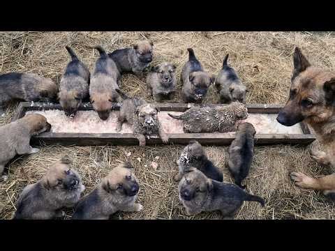 Adorable Farm Puppies Playing 🐶 | Cute Barn Dogs