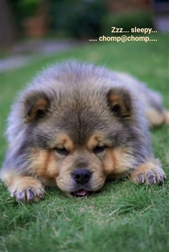 Zzz... sleepy... 💛 chomp @ chomp ~ #asmr #sleepasmr #FufU #virtualpet