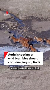 16K views · 162 reactions | The aerial shooting of brumbies is needed to protect the natural environment in Kosciuszko National Park, a NSW upper house inquiry has found. #brumby #brumbies #horse #horses #wildhorses #kosiuszko #kosciuszkonationalpark #nationalpark #wildlife #nature #environment #nswpol #7NEWS | 7NEWS Sydney | Facebook