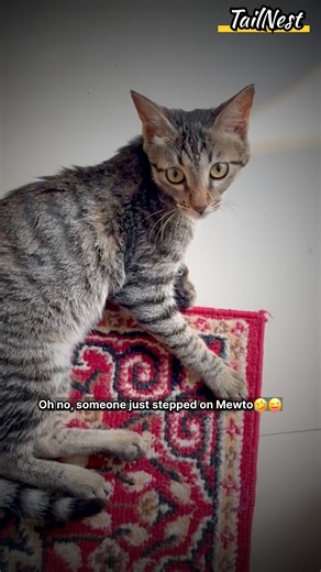 Mewto the Drama Cat 🐾 | Funny Cat Bullying Moments | TailNest