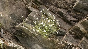 Some pretty alpine flowers grow on almost nothing but bare rock. These are the botanical pioneers of the higher mountain ranges of the Alps. Stock Video