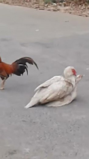 Oh! Funny Chicken mating with duck - Very funny animals mating!