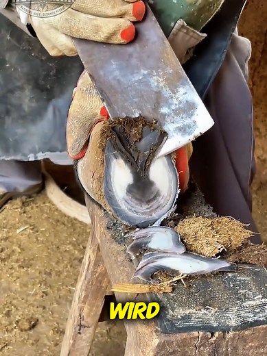 Dieser Huf war kurz vor dem völligen Kollaps 😨#Hufpflege #esel #transformation #Tierwohl #vorhernachher
