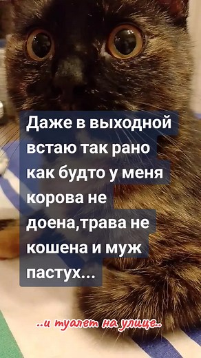 KVARTET (@kvartet_ket)’s videos with original sound - CutePetShow