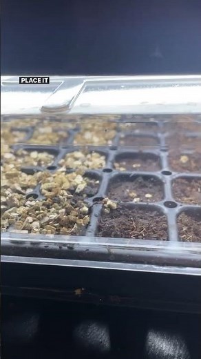 Using Grow Lights With Seedlings.