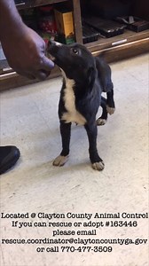 FOSTERED/RESCUED! NEEDS FOSTER BY RESCUE ASAP! *Broken rear left leg/ old injury/needs further diagnostics *Super sweet *Currently under the care of our staff vet #163446 Lab Mix 3 month old Male Intake 11-15-16 Available 11-19-16 If you would like to rescue or adopt #163446, please email rescue.coordinator@claytoncountyga.gov or call us at 770-477-3509. We are located at 1396 Government Circle, Jonesboro, Georgia 30236. | Clayton County Animal Control