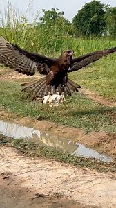 Amazing hawk eagle hunting bird 🦅 | King of bird