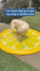 🐾 Treats, toys, and a FREE GIFT! Limited time offer in your pup's first monthly box! Grab it now! 🎁 | BarkBox