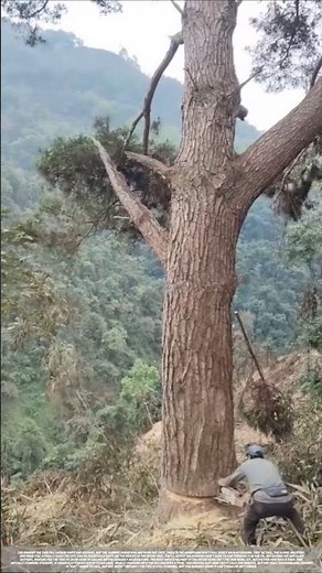 The entire process of workers felling trees on the hillside