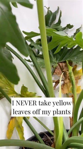 I never take yellowing/dying leaves off my plants!🌿 Here are the reasons why. Yellowing and dying leaves are one of the only ways our plants have to tell us that something is wrong. It’s also a completely normal part of a plant’s life cycle🌵 @happyhappyhouseplant IG🌿 #1 Patterns The main reason that I dont remove dying leaves is because I use them to watch for patterns. One yellowed leaf is not a big deal, but where there are multiples in a short period of time that is a great indicator that 