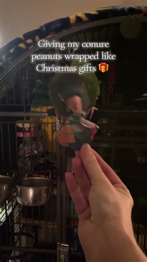 Christmas Surprises for My Blue Crown Conure
