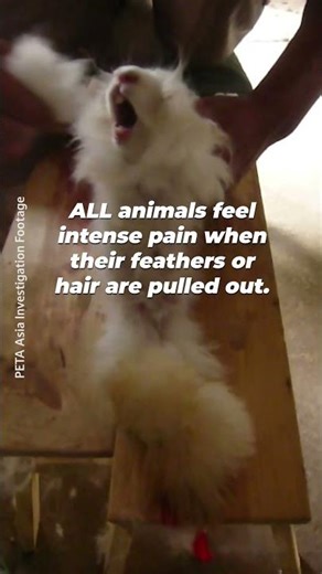 Leave animals out of your closet.