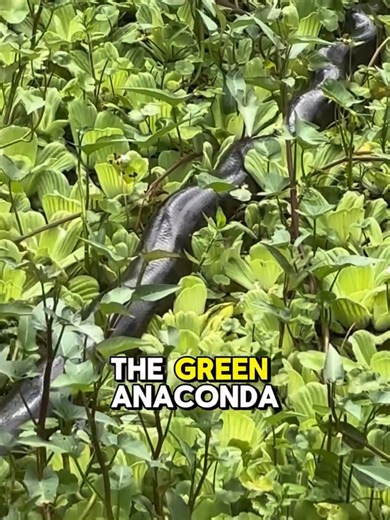 🎥 @hugocliff_rainforest