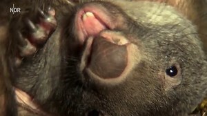 Wildes Australien: In den Wäldern der Koalas (S01/E04)