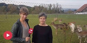 Warum züchten Sie Hirsche, Frau Lang? | Nau.ch