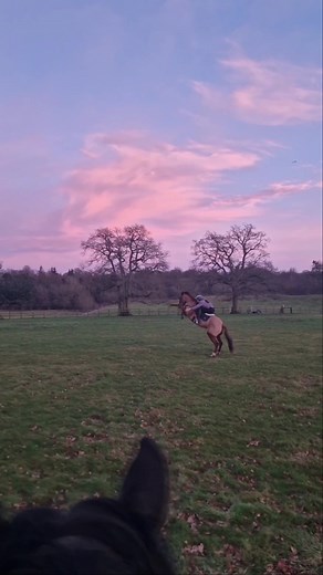 where are my fellow greys fans 😭🙏🙏 #chestnutmare #chestnutstereotype #chestnutmarestereotype #chestnut #horse #pony #mare #tb #ottb #offthetrack #thoroughbred #rearoncommand #chestnuts #trick #tricks #liberty #rear #oncommand #reartrick