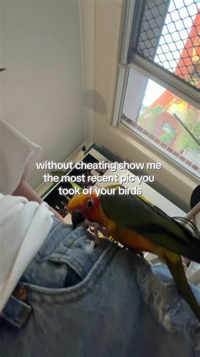 Recent Adventures of Fred and George: Sun Conures