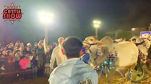 💙LEGEND AMIR DILPASAND💙 MASHALLAH DILPASAND CATTLE FARM K KUCH NAYAB HEERY DALFA CATTLE SHOW ME🔥🔥😍😍 | Cow Mandi Lovers