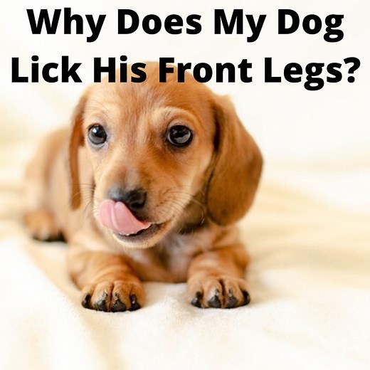 Why Is My Dog Constantly Licking His Front Legs?